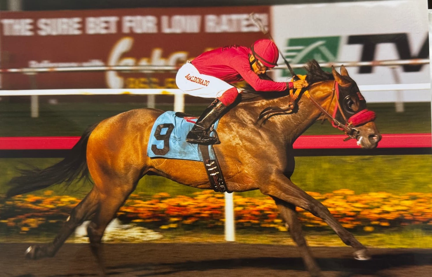 Warren's Concept winning at Hollywood Park, ridden by Edwin Maldonado